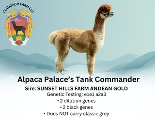 Photo of Alpaca Palace's Tank Commander