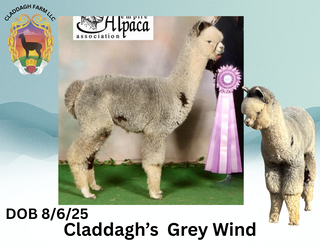 Photo of Claddagh's Grey Wind