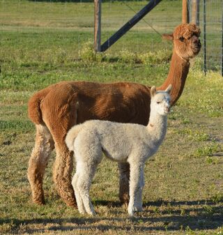 Photo of AHarmony's Ponderosa