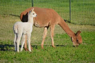 Photo of 2 high quality females plus 1 breeding to Infinitos DESOTO