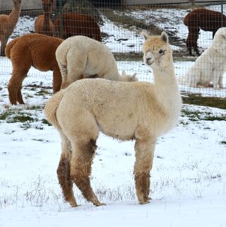 Photo of AHarmony's Willowa