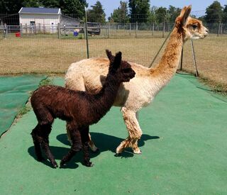 Photo of Andean Vista's Peyton