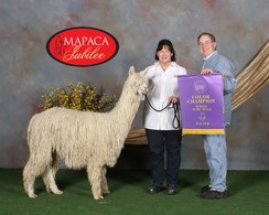 2019 Mapaca Jubilee Color Champion in Halter 2019 Mapaca Jubilee Color Champion in Halter