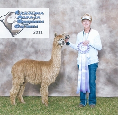 CABO  Color Champion  2011