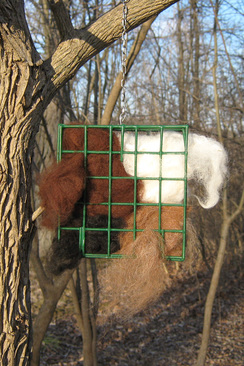 Photo of Bird Nest Builders