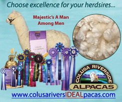 Photo of Majestic's A Man Among Men