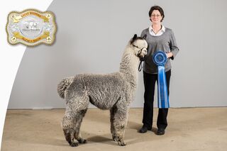 Photo of DANCING ELK'S SONIC WHISPER