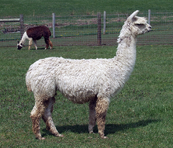 Photo of ASF-PA Peruvian Hippolyta