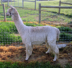 Photo of SSSF Romeo