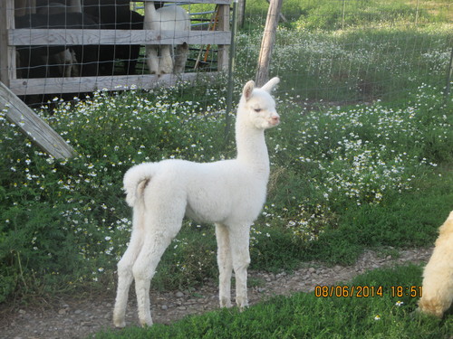 GENTLE BREEZE ALPACAS
