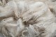 alpaca for sale