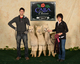 alpaca for sale