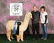 alpaca for sale