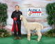 alpaca for sale