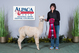 alpaca for sale