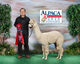 alpaca for sale