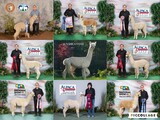 alpaca for sale