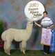 alpaca for sale