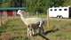 alpaca for sale