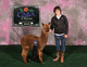 alpaca for sale