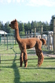 alpaca for sale