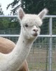 alpaca for sale