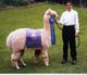 alpaca for sale