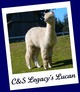 alpaca for sale
