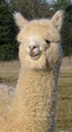 alpaca for sale