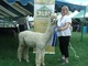 alpaca for sale