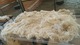 alpaca for sale
