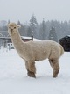 alpaca for sale