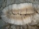 alpaca for sale