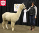 alpaca for sale