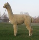 alpaca for sale