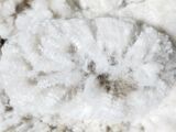 alpaca for sale