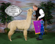 alpaca for sale