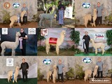 alpaca for sale