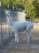 alpaca for sale