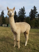 alpaca for sale