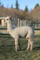 alpaca for sale