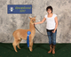 alpaca for sale