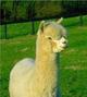 alpaca for sale