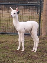alpaca for sale