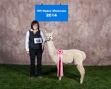 alpaca for sale