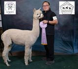 alpaca for sale