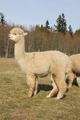 alpaca for sale