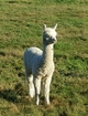 alpaca for sale