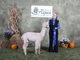 alpaca for sale