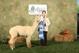 alpaca for sale